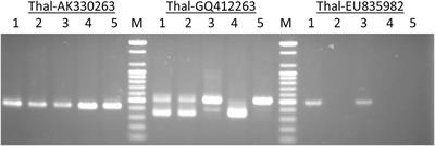 Exploiting the miniature inverted-repeat transposable elements insertion polymorphisms as an efficient DNA marker system for genome analysis and evolutionary studies in wheat and related species